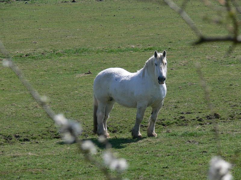 Mont Saint Michel 2010 - 032.jpg